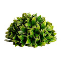 Medium Privet 1/2 Ball