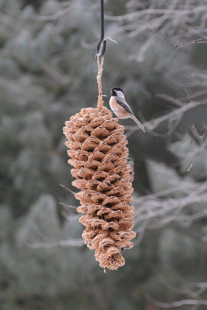 Mr. Bird - Giant Pinecone