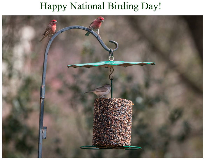 Mr. Bird Rain Guard